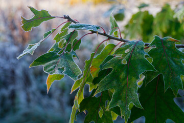 Frost-bitten leaves of a red oak.