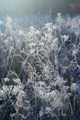 Frost-bitten meadow.