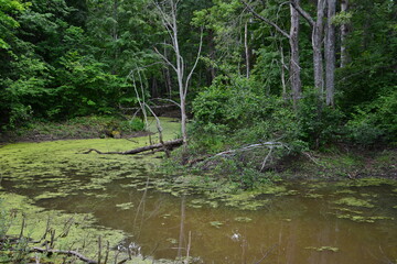 Murky Forest Pond with Algae and Fallen Trees