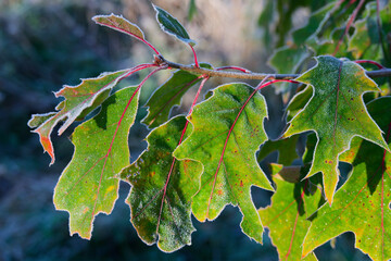 Frost-bitten leaves of a red oak.
