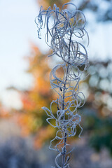 Frost-bitten meadow.