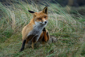 Young red fox, cleaning