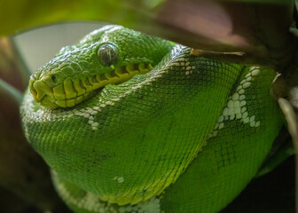 close up of an emerald tree boa