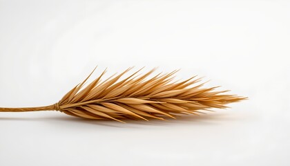 A single stalk of wheat placed against a plain background. The grain appears dry and has several small branches. There's a sense of simplicity in the composition, with the focus solely on the wheat.