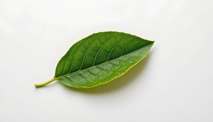 A single leaf of the mint plant, placed against a white background. The leaf is vibrant green with visible water droplets suggesting freshness, highlighting its natural texture and freshness.