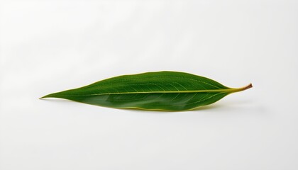 Obraz premium An individual leaf with a somewhat jagged edge, lying flat against a neutral background