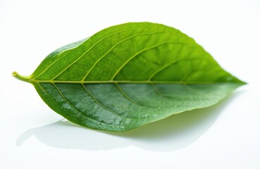 Obraz premium Fresh green leaf with prominent veins lays on bright white surface. Herbal plant shows natural texture, vibrant color. Single botanical element used in traditional medicine, alternative health care.