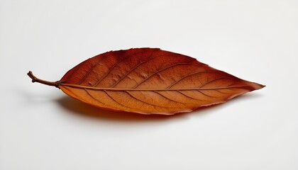 An individual leaf attached to a stem, which is detached from the plant, resting on a flat surface with a backdrop of white, creating an artistic effect.