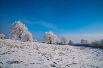 Germany, White snow covered trees on endless snowy pastures with fog in frosty cold winter mood landscape early morning magic