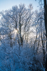 Germany, White snow covered trees branches plants with sunrays shining through the forest magically in frosty cold winter mood landscape