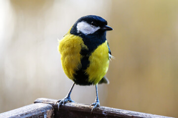 The tit is a small songbird with a relatively short but strong beak.