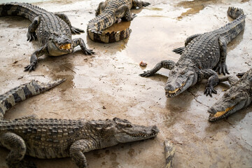 Group of Crocodiles Resting on Wet Ground