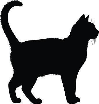 Black cat silhouette standing vector illustration pet feline animal eps
