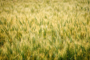 Golden Wheat Field in Biei, Hokkaido, Japan