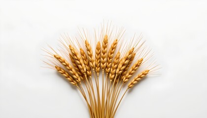 Obraz premium A single golden wheat stalk set against a light grey background, highlighting its vibrant hue and detailed structure.