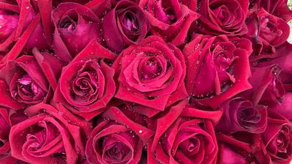 pink roses background