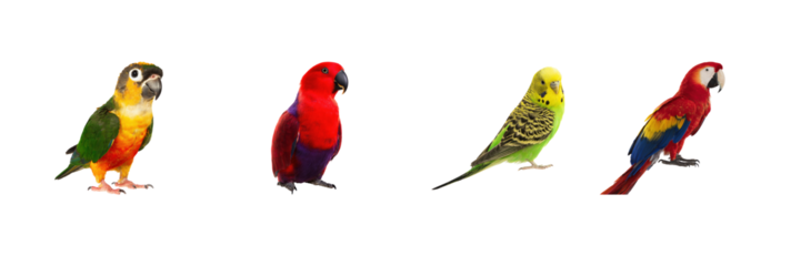 Colorful Parrots Set. Exotic Bird Diversity Collection Isolated On Transparent Background