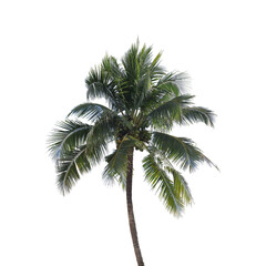 Obraz premium A tall coconut tree isolated on a white background, symbolizing tropical nature, summer travel, beach scenery, and eco concepts. Ideal for design projects, landscape planning, vacation-themed visuals.