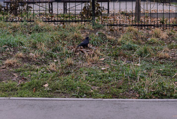 A black raven with a nut in its beak stands on the green grass with fallen leaves in the city