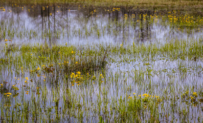 Marsh-marigolds on a flooded meadow in Wegrow County, Masovia region, Poland