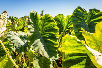 Field of Taro plant - Colocasia esculenta in Sotira city, Famagusta district in Cyprus island...