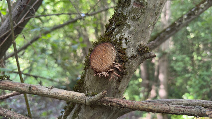 A freshly cut branch on a mossy tree trunk