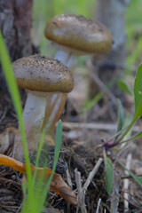 Brown fungi near a tree trunk