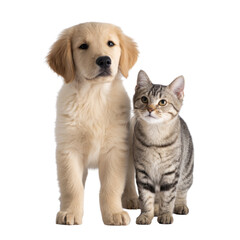 Fototapeta premium Adorable Puppy and Kitten Companionship: Capturing an endearing moment of friendship between a golden retriever puppy and a tabby cat. The pair stands side-by-side.