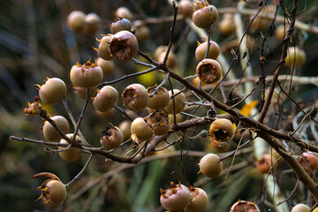 medlar of a tree