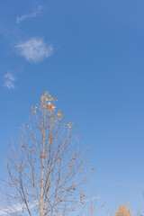 autumn tree in the sky