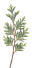 Fototapeta premium Green evergreen branch isolated on a transparent background