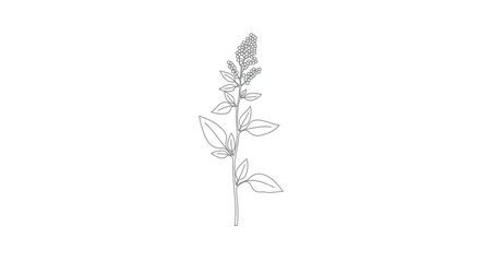 Flowering seeding plant stalk line drawing vector illustration