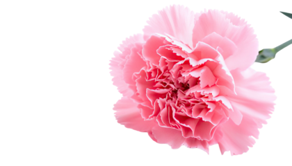 Close-up of a delicate pink flower with ruffled petals against a stark black background