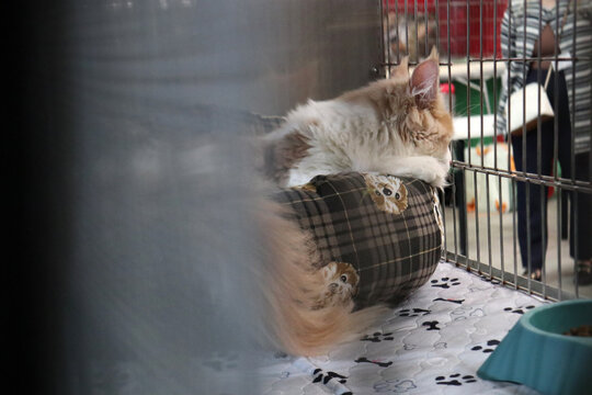 Gatto British Shorthair grigio che dorme pacificamente accovacciato su un telo di raso rosso lucido all'interno di una gabbia da esposizione felina