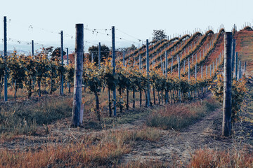 Vineyards in Piedmont, Italy, stretching over rolling green hills in summer. Lush leaves and sunlight create a peaceful rural landscape, symbolizing Italian wine culture and natural beauty.