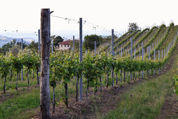 Vineyards in Piedmont, Italy, stretching over rolling green hills in summer. Lush leaves and sunlight create a peaceful rural landscape, symbolizing Italian wine culture and natural beauty.