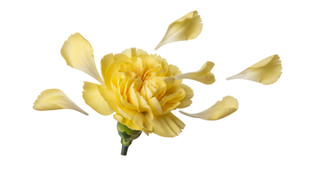 Elegant Yellow Carnation with Detached Petals A Floral Display on White Background