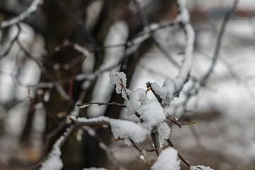 Tree branches laden with snow, softly blurred background. A tranquil winter forest scene, emphasizing texture and chill