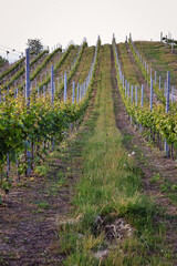 Vineyards in Piedmont, Italy, stretching over rolling green hills in summer. Lush leaves and sunlight create a peaceful rural landscape, symbolizing Italian wine culture and natural beauty.
