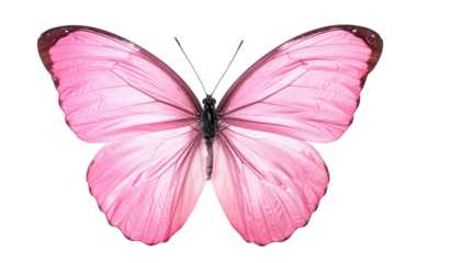 A vibrant, close-up view of a pink butterfly with intricate wing patterns