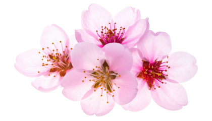 Close-up of delicate pink blossoms, transparent background, ideal for floral design