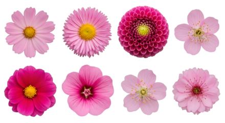 Collection of Eight Pink and Red Flowers pink flower