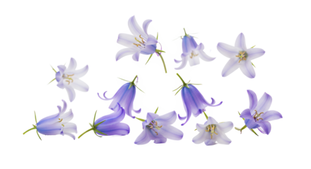 Delicate Bluebell Flowers Isolated on White A Botanical Arrangement