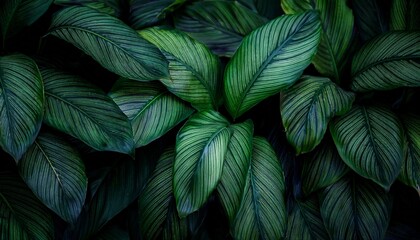 Dark Green Leaf Texture Natural Green Leaves Using As Nature Background Wallpaper Or Tropical Leaf Cover Page