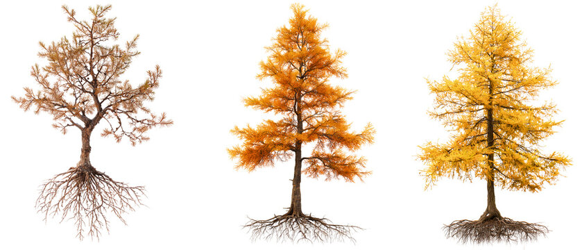 3 autumn color changing larch tree from top to roots isolated over white (transparent) background