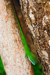 Cuban Blue Anole, Allison's Anole // Kuba-Anolis (Anolis allisoni) - Roatan island, Honduras