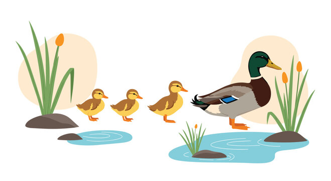 Mother duck leading her ducklings through water with cattails in the background, illustrating nature, family, and spring wildlife.