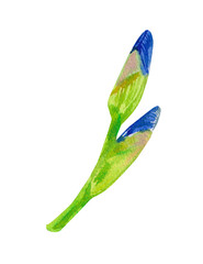Unopened blue iris flower, flower bud with green stem. Hand painted watercolor illustration isolated on white for printing on fabric, paper, design invitations cards, home decor, sticker, scrapbooking