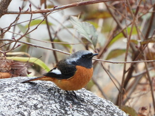 Male Daurian Redstart on a Rock, 岩にとまるオスのジョウビタキ