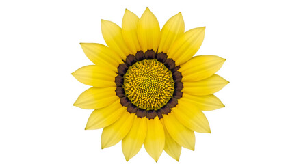 Yellow Gazania Flower With Dark Center bloom blossom